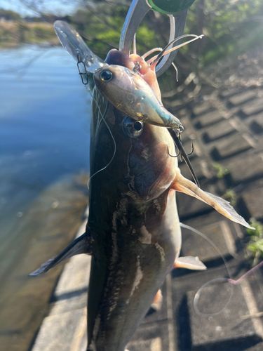アメリカナマズの釣果