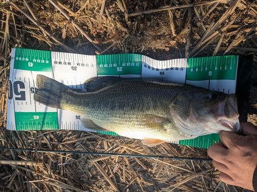 ラージマウスバスの釣果