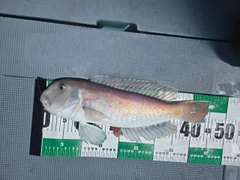 シロアマダイの釣果