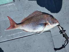タイの釣果