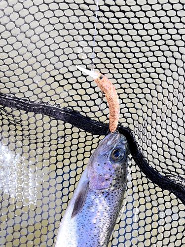 ニジマスの釣果