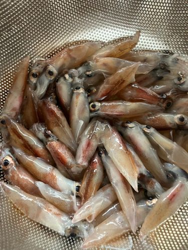 ホタルイカの釣果