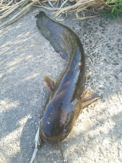 マナマズの釣果