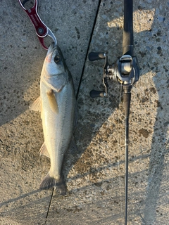 シーバスの釣果