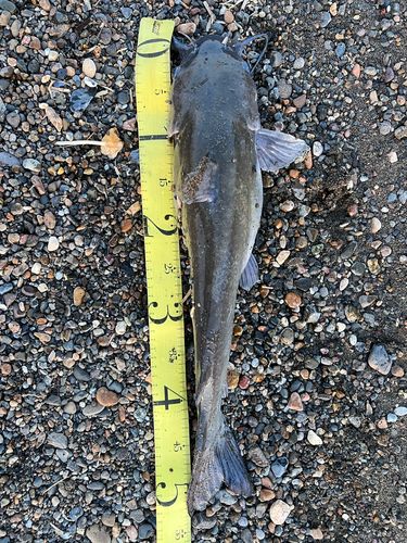 ナマズの釣果