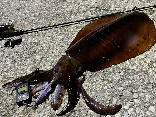 アオリイカの釣果