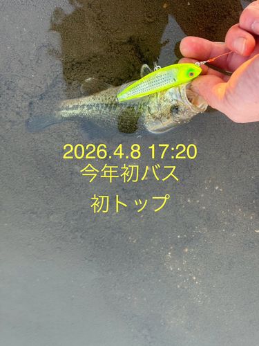 ラージマウスバスの釣果