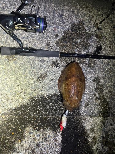 コウイカの釣果
