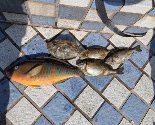 ヒブダイの釣果
