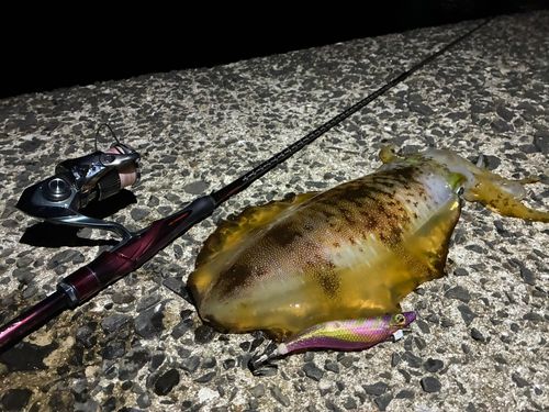 アオリイカの釣果