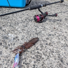 マメイカの釣果