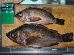 メバルの釣果