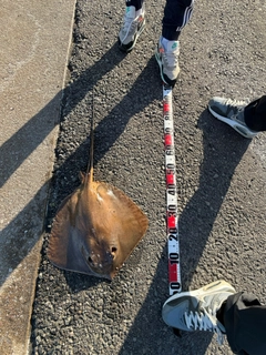 アカエイの釣果