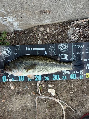 ラージマウスバスの釣果