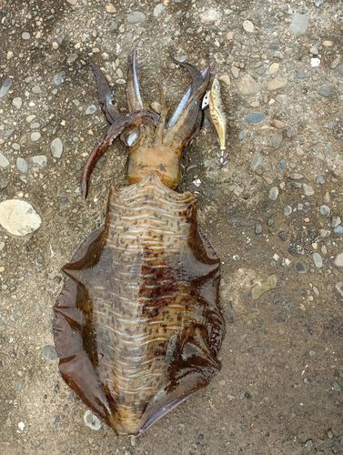 アオリイカの釣果