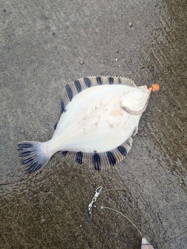 カワガレイの釣果