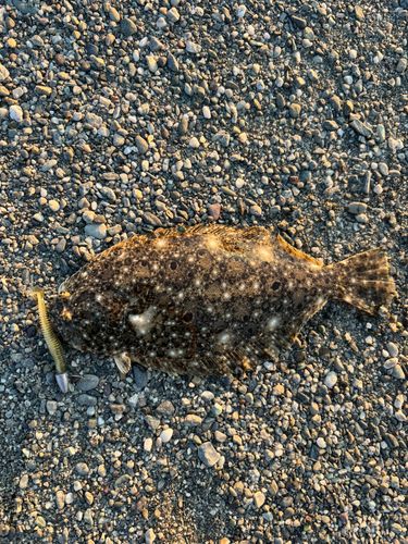 ヒラメの釣果
