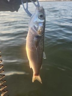 ボラの釣果