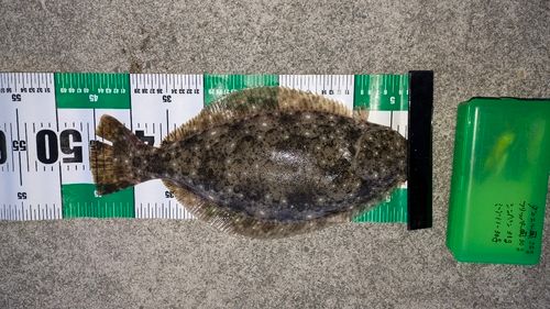 ヒラメの釣果