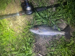 セイゴ（マルスズキ）の釣果