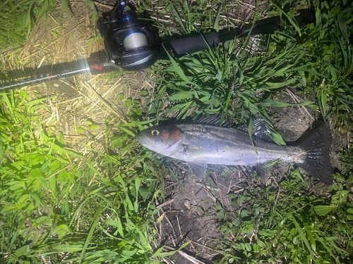 セイゴ（マルスズキ）の釣果