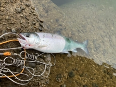 シラメの釣果
