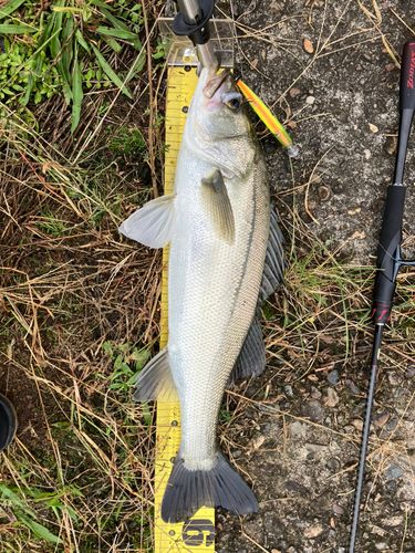 スズキの釣果