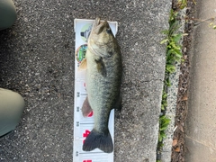 ブラックバスの釣果