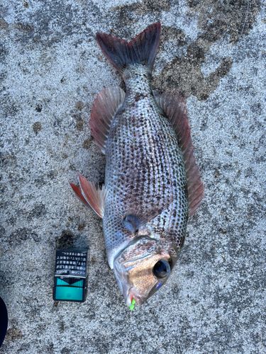 メイチダイの釣果