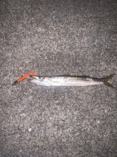 カマスの釣果