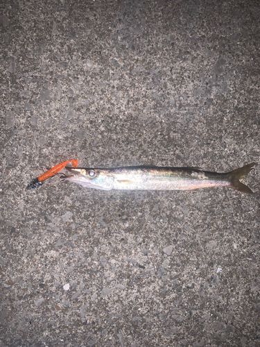 カマスの釣果
