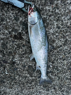 サクラマスの釣果