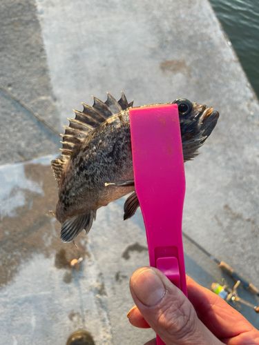 メバルの釣果