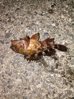 カサゴの釣果