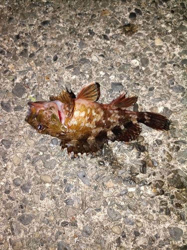 カサゴの釣果