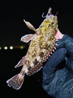 ガシラの釣果