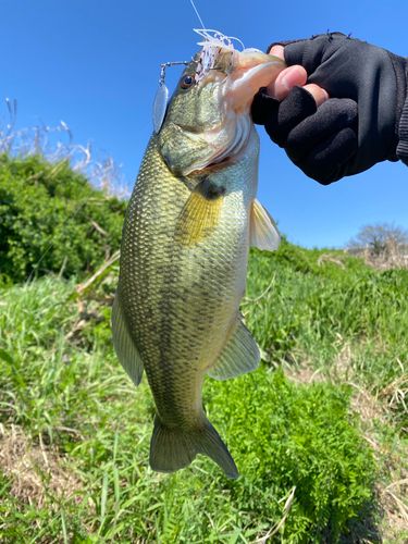ラージマウスバスの釣果