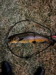 ブラウントラウトの釣果