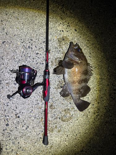 メバルの釣果