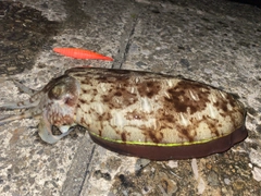 コウイカの釣果