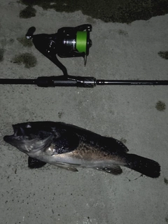 クロソイの釣果