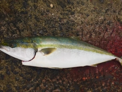 メジロの釣果