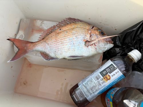 タイの釣果