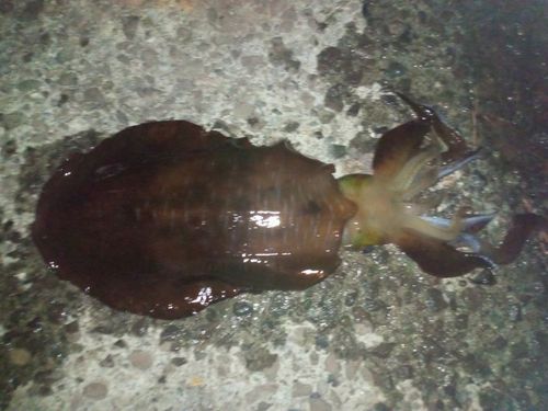 アオリイカの釣果