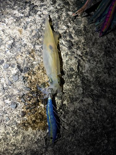 ヤリイカの釣果