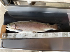 ニジマスの釣果