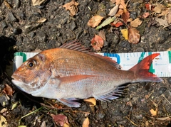 マダイの釣果