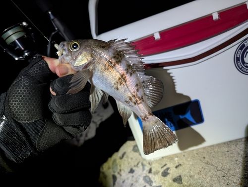 メバルの釣果