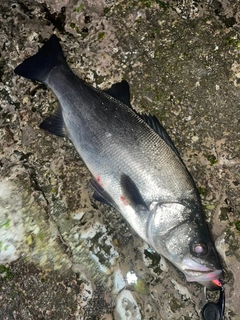 ヒラスズキの釣果