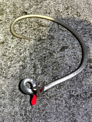 アナゴの釣果